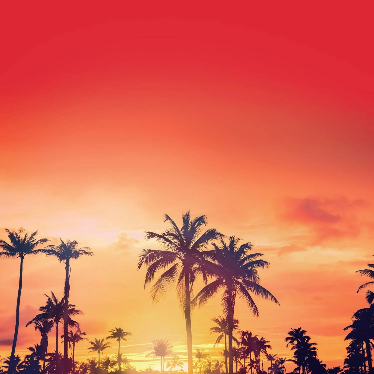 Scrapbook Paper - Magic Park Palms - Image 2