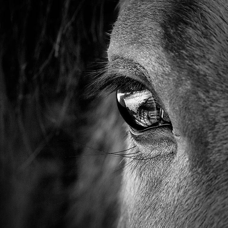 Scrapbook Paper - Horse Face - Image 2