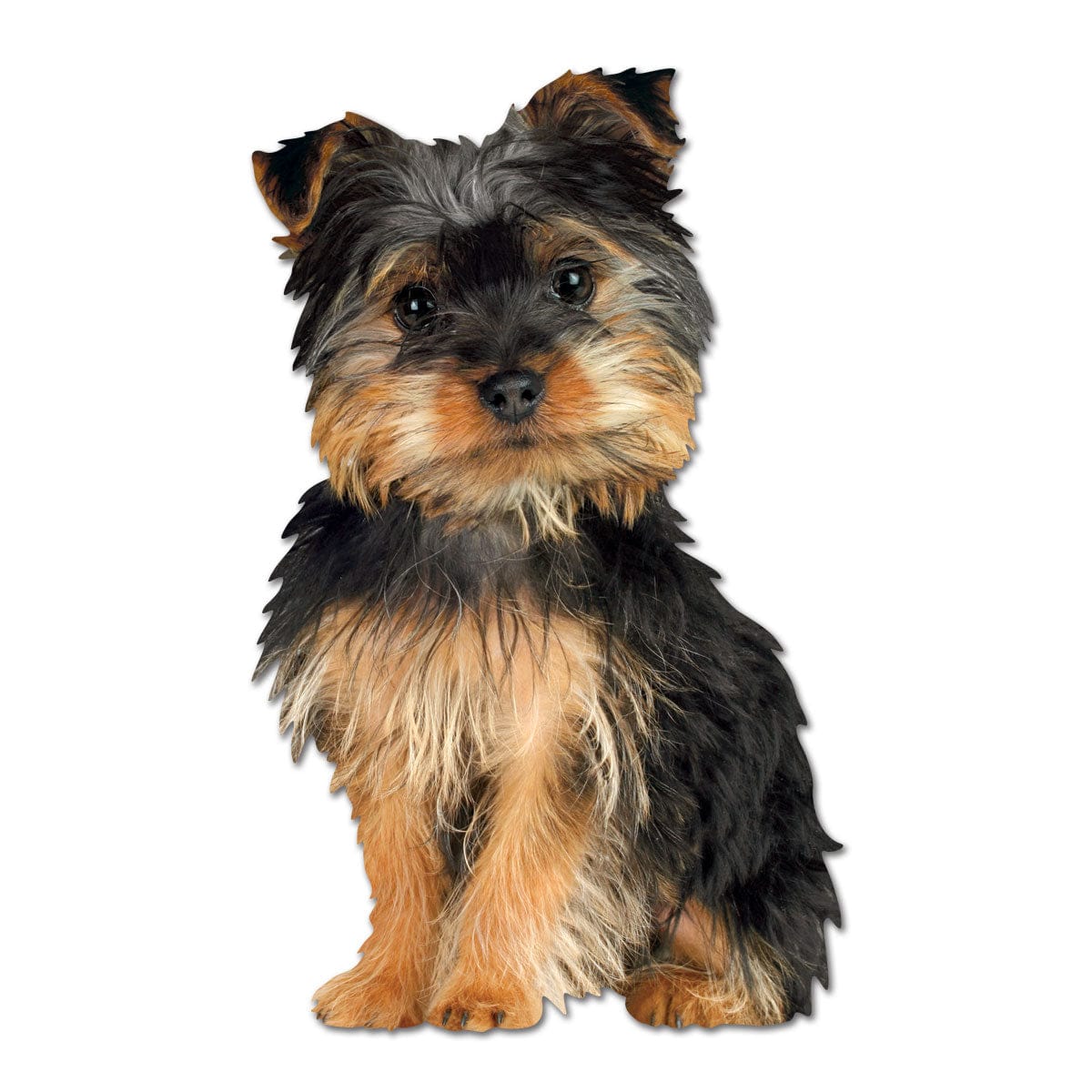 Note Card - Silky Terrier Puppy
