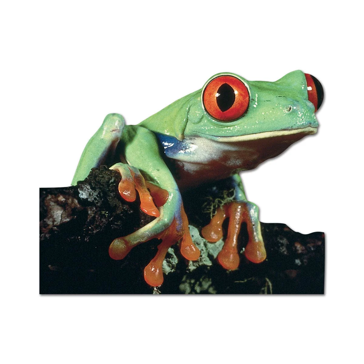 Note Card - Tree Frog